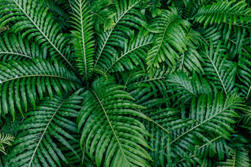 Fototapeta na wymiar Beautiful ferns ( Blechnum x rasmijoti ‘The Royal Project’ ) leaves green