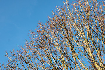 Bare tree tops against a clear blue sky