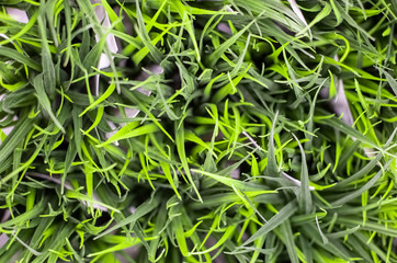 green grass close-up, top view, soft focus, background in blur