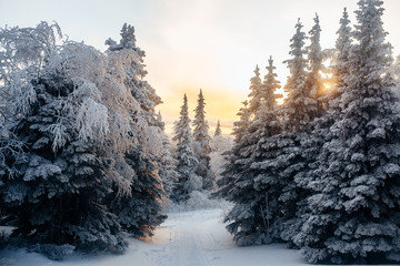 Evening in winter cold forest