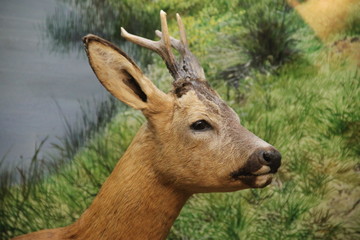 Stuffed red roe deer in front of a lake