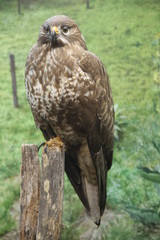 Stuffed european kestrel bird or prey