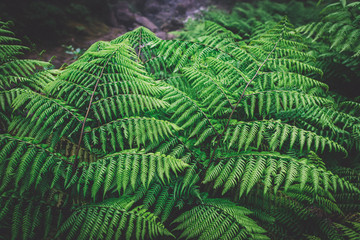 Ferns in the forest, Madeira. Beautiful ferns leaves green foliage. Close up of beautiful growing ferns in the forest. Natural floral fern background in sunlight.