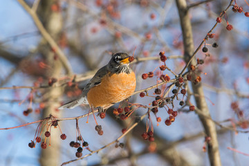American robin (Turdus migratorius) feeding in winter