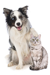 Border collie dog puts his paw on the head of a british shorthair cat isolated on white background - 316598483