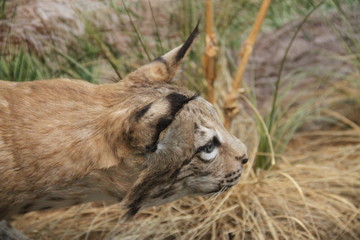 Lynx portrait in the snow flakes