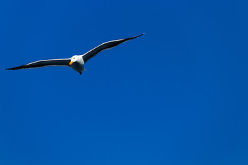 Seagull in the sky