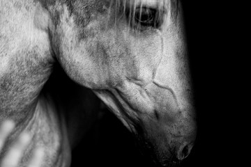 cara de caballo blanco de perfil - obrazy, fototapety, plakaty