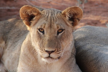 Obraz na płótnie Canvas Close up of a young lion