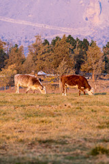 A group of cows grazing at sunset with Smith Rock State Park in the background in Terrebonne