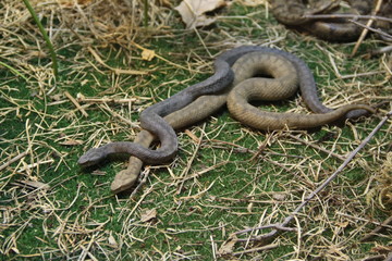 Venomous young common viper in europe
