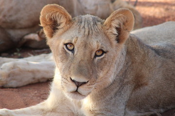 Portrait einer jungen Löwendame in Südafrika