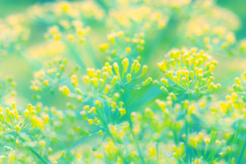 Fototapeta na wymiar Gentle flowers of dill in nature on light green turquoise yellow background. Fennel Foeniculum vulgare. Beautiful delicate flowers abstract art background with soft focus
