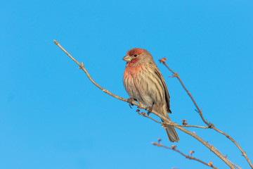 house finch (Haemorhous mexicanus) in winter