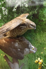 Two stuffed kestrel birds mating