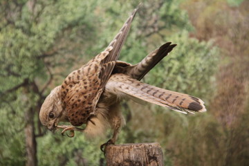 Stuffed european kestrel bird or prey