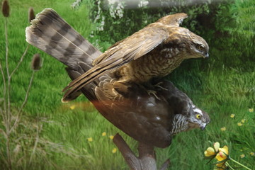 Two stuffed kestrel birds mating