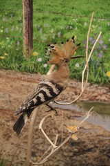 Eurasian hoopoe orange bird sitting 
