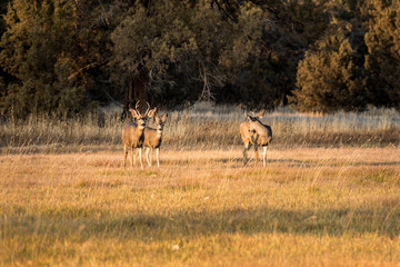 A group of deer graze and rest at sunset near Smith Rock State Park