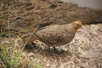 Stuffed brown french countryside bird 