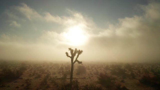 Joshua Tree with Golden Fog in Mysterious Mojave Desert Terrain, Dolly In