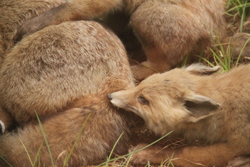 Family of young foxes bitting each other