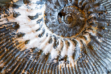 Ammonite Fossil Shell