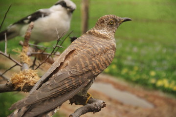 Stuffed brown french countryside bird 