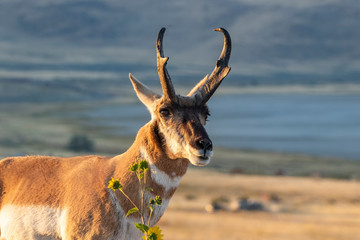 Buck Antelope