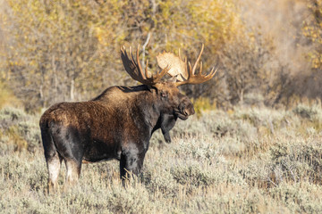 Bull Moose 9