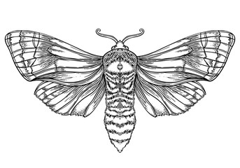 Black and white decorative vector illustration of moth isolated on white. Tattoo design. Coloring book for adults. Nature, spirituality, occultism, alchemy, magic concept.