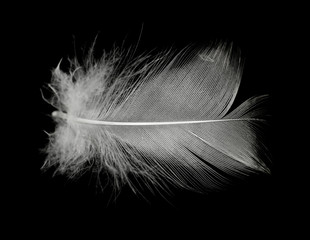 Beautiful white feather floating in air isolated on black background