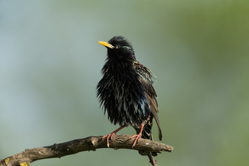 Common starling sitting on a branch