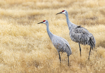 Sandhill Cranes