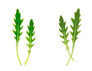 Green arugula leaf isolated on white