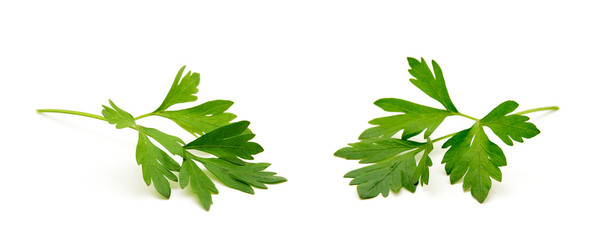 Parsley isolated on white