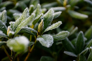 Winter frozen plants