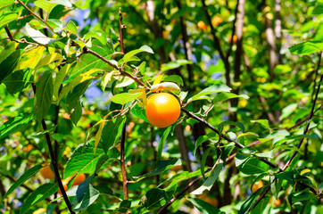 One yellow round cherry plum on a branch. Blurred background