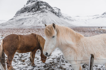 Icelandic Horse on the field at winter.
