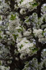Many cherry blossoms in the soft light in the early morning.