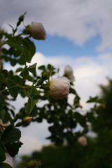 bud of pink rose after rain with sky on background
