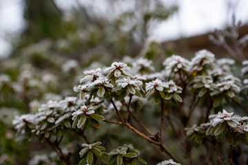 Winter frozen plants