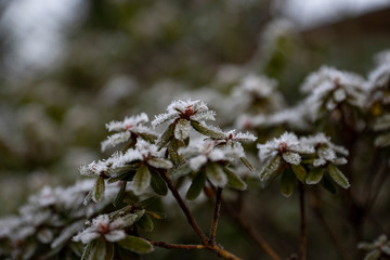 Winter frozen plants