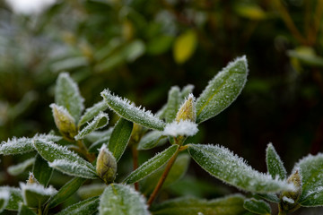Winter frozen plants