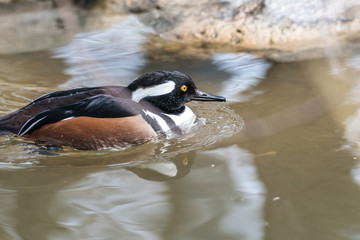 Ducks swim in the summer pond. Photographed close-up beak look water