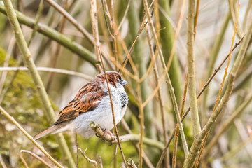 hidden sparrow in tree branches focus bokeh summer spring bird flying common city urban cute small brown golden