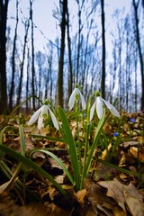 fresh and healthy bush of common snowdrop first flower, Galanthus nivalis, plant grow in fallen oak leaves, early spring day, tender colourful forest background