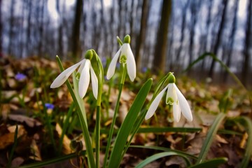 first flowers of common snowdrop, Galanthus nivalis grow in fallen leaves, early spring day, tender colourful background of forest meadow, beauty of nature