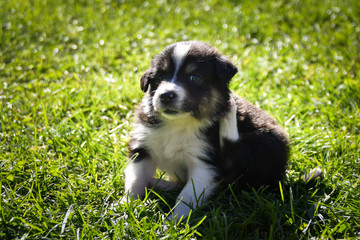 Naklejka na ściany i meble Portrait of six week old puppy of border collie. They are so communicating with people.