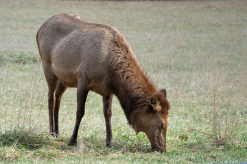 Grazing Elk in Mountain Pasture